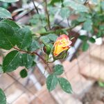  月季花