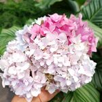 绣球花