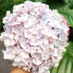 绣球花 