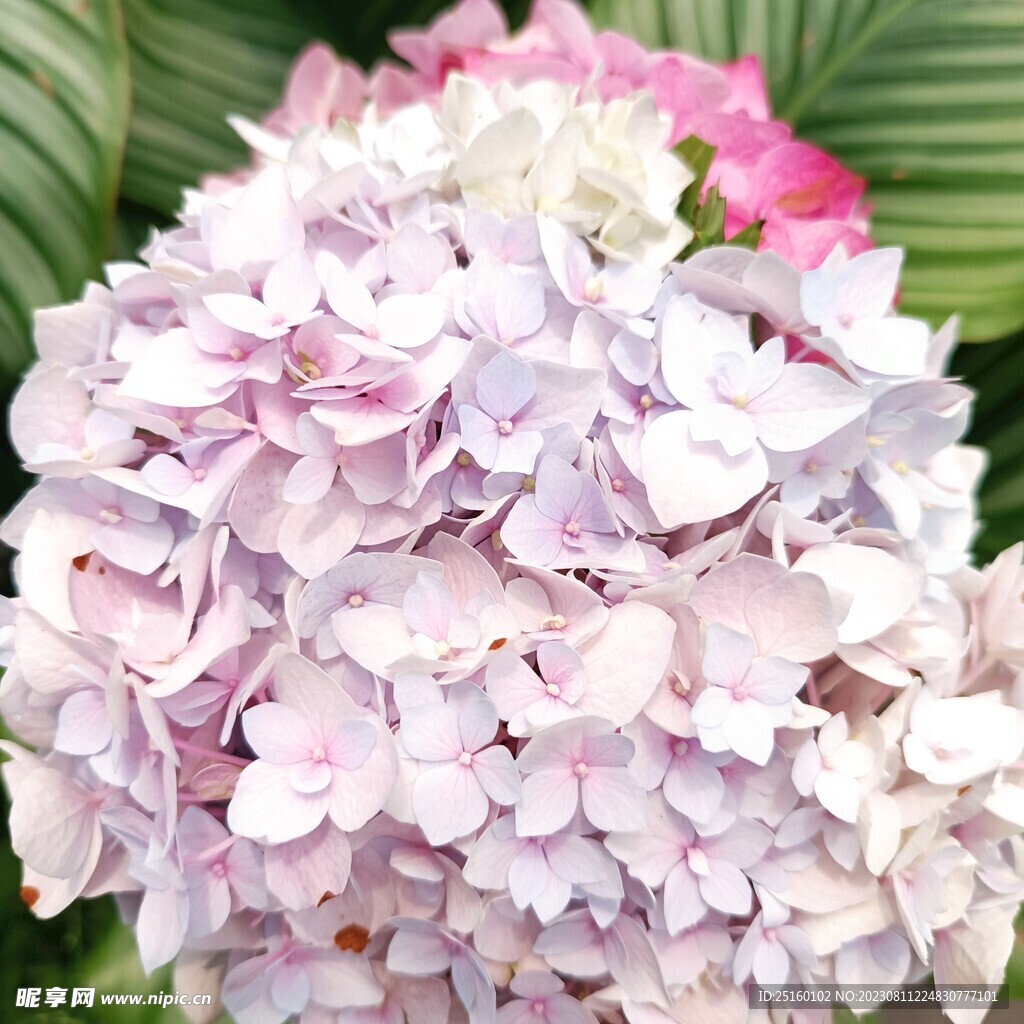 绣球花 