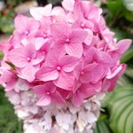 绣球花