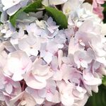 绣球花 