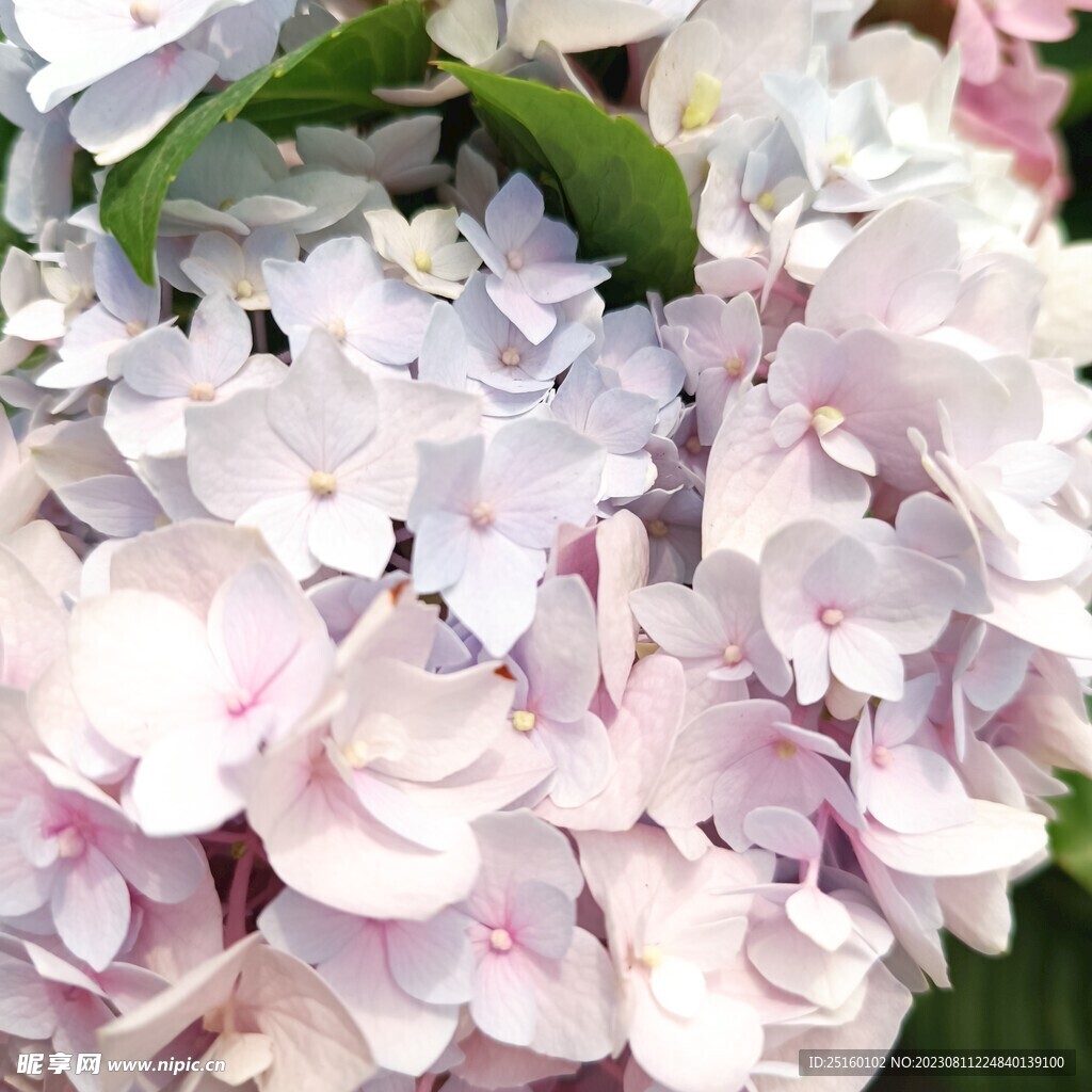 绣球花 