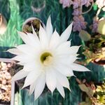 仙人球 花