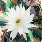 仙人球 花