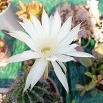仙人球 花