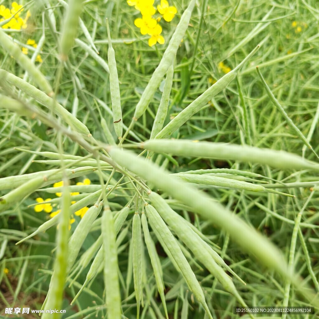 油菜