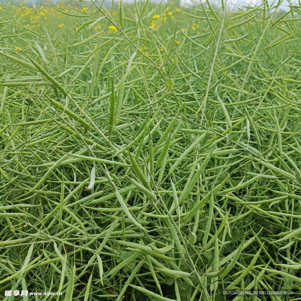 油菜 