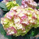绣球花