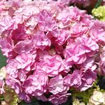 绣球花