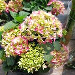 绣球花