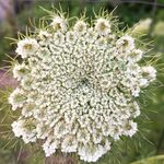 胡萝卜花