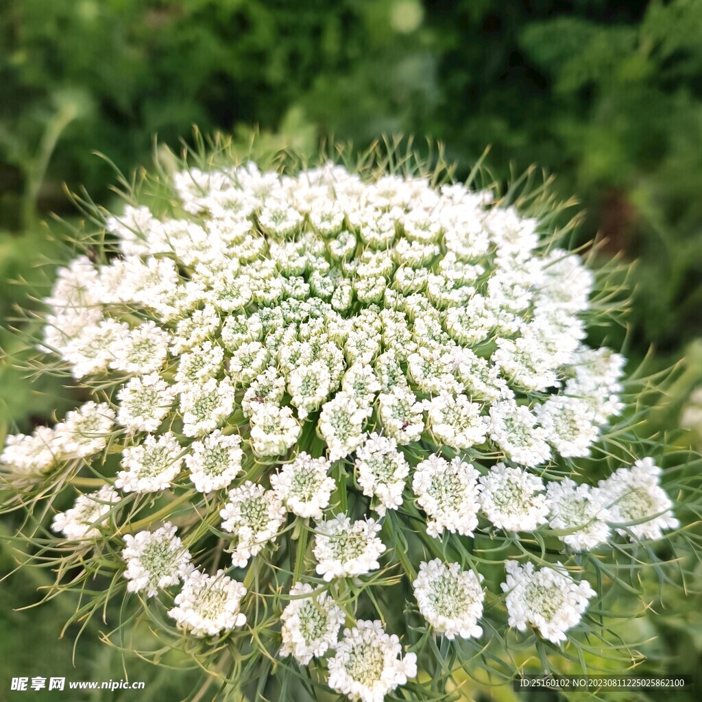 科学网—野生胡萝卜花 - 李世春的博文