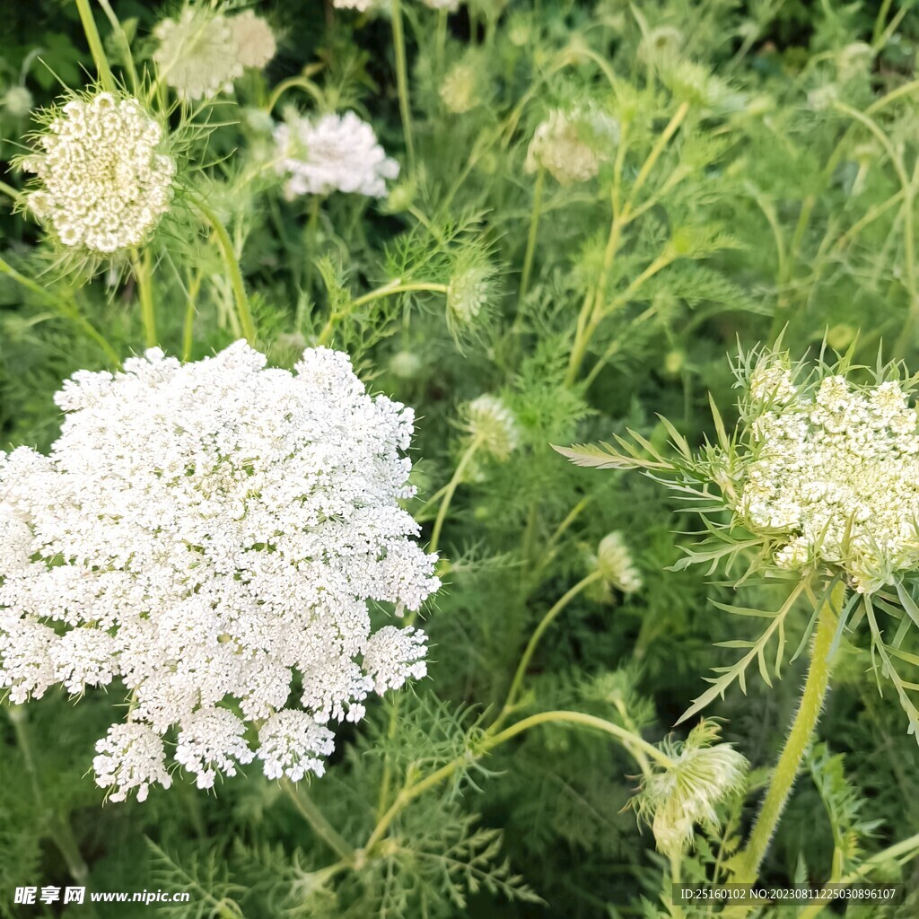 野胡萝卜花摄影图__花草_生物世界_摄影图库_昵图网nipic.com