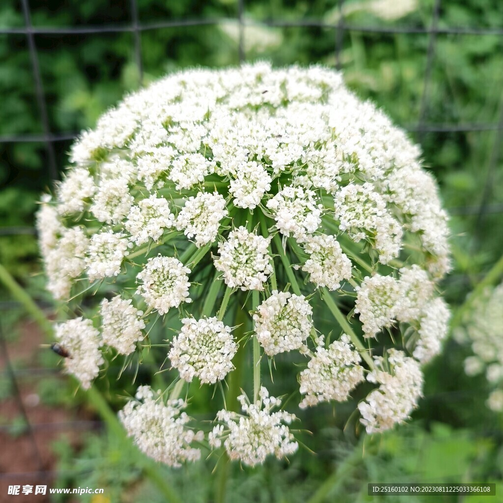 胡萝卜花摄影图__花草_生物世界_摄影图库_昵图网nipic.com