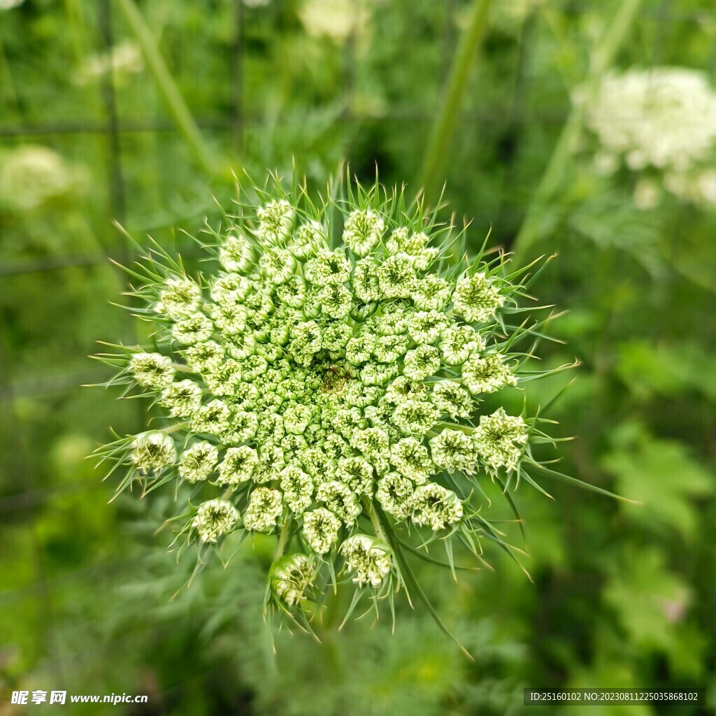 胡萝卜花