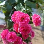 胭脂扣月季  