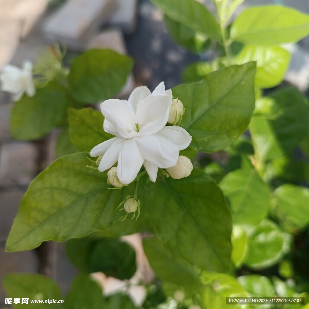 茉莉花 
