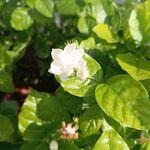 茉莉花