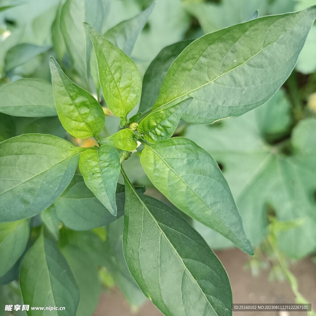 辣椒棵