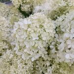 圆锥绣球花