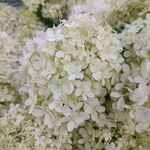 圆锥绣球花