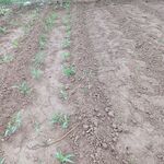 玉米出苗对比