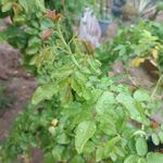 月季新枝