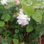 茉莉花 