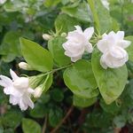 茉莉花