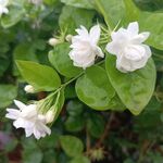 茉莉花 
