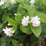 茉莉花