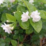 茉莉花 