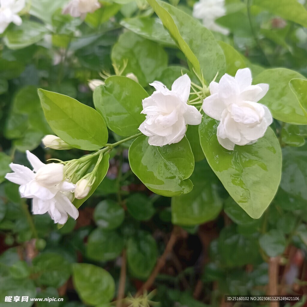 茉莉花 
