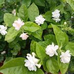 茉莉花