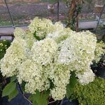 圆锥绣球花 