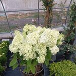 圆锥绣球花