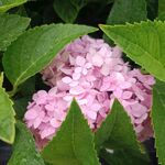 绣球花