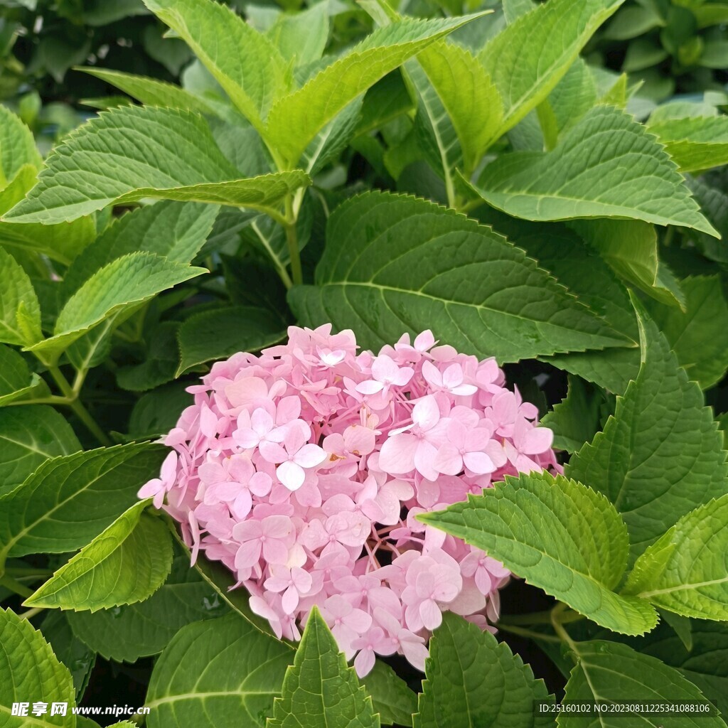 绣球花 