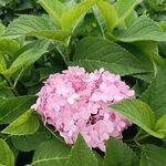 绣球花 