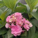 绣球花