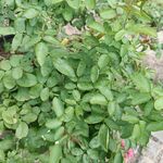 月季新枝