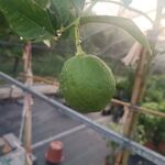 柠檬