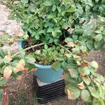 月季新枝