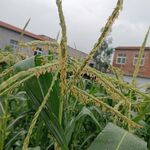 玉米花