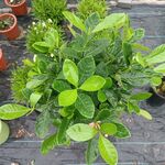 栀子花