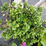米兰花