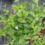 茉莉花