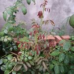 粉龙月季花