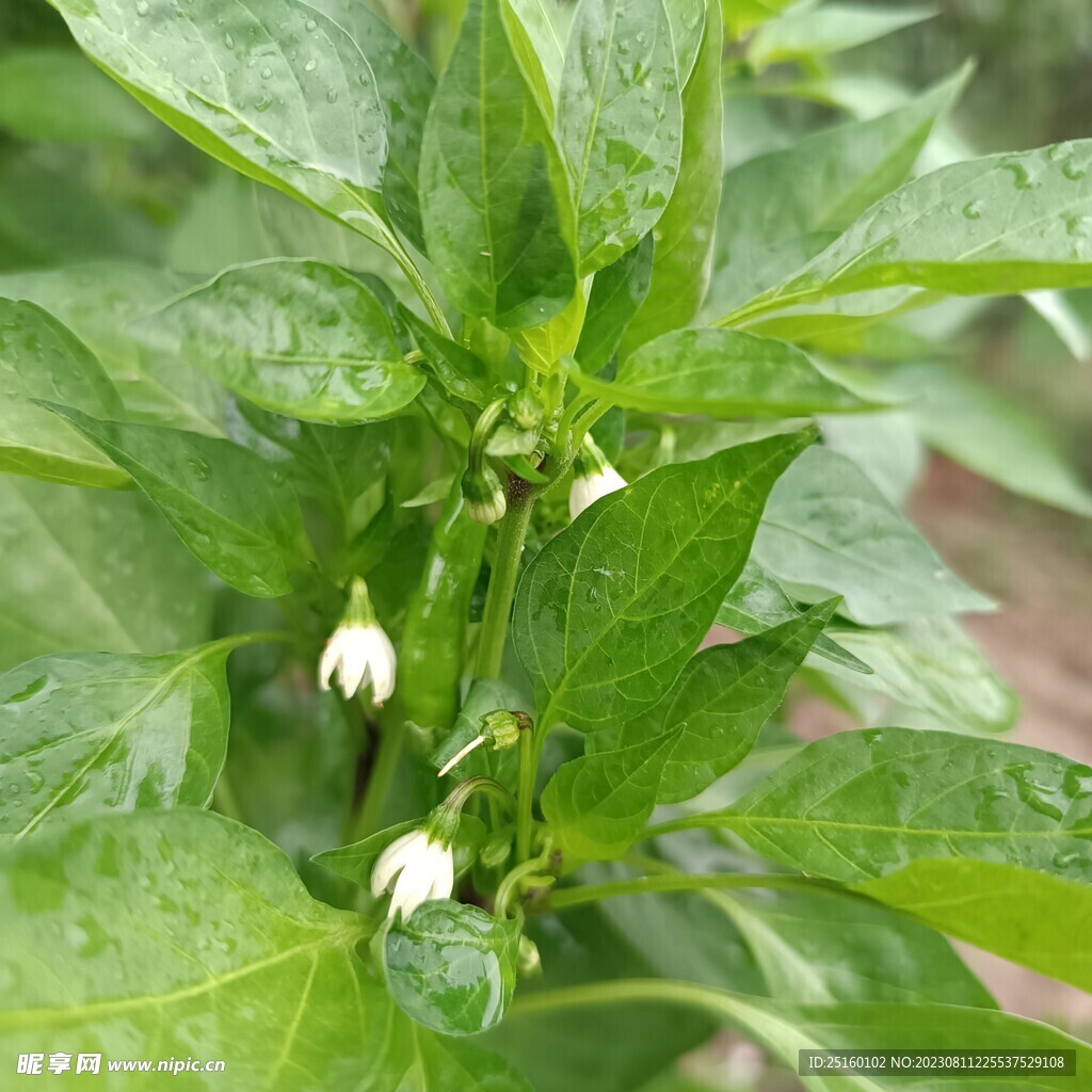 辣椒花
